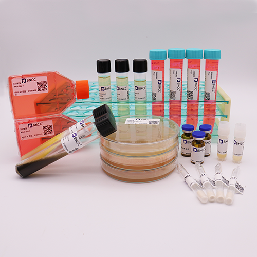 Quantitative strain of Nocardia enterica — BNCC 392854