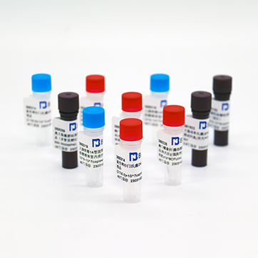Pseudomonas aeruginosa DNA standard — BNCC 377987