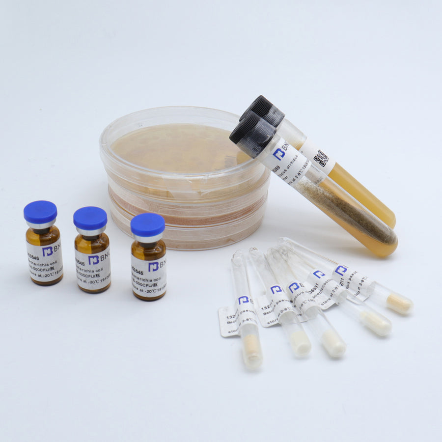 Calcarisporiella thermophila — BNCC 378595