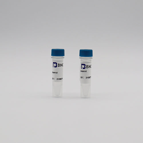 pVAX1 — BNCC 341621