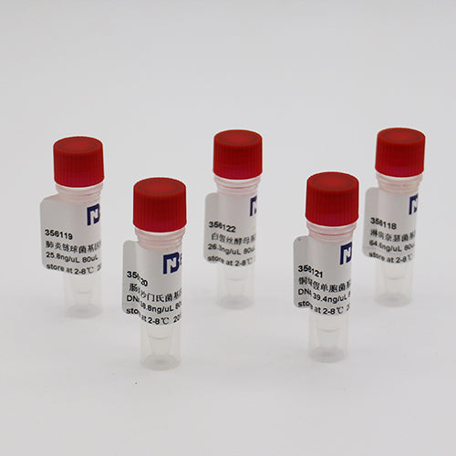Bacillus subtilis genomic DNA — BNCC 364685
